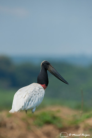 Jabiru (Jabiru mycteria), Tanquã, São Paulo, Brazil