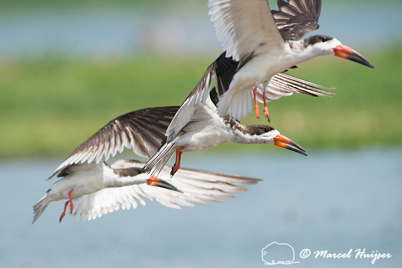 Black skimmer (Rynchops niger), Tanquã, São Paulo, Brazil