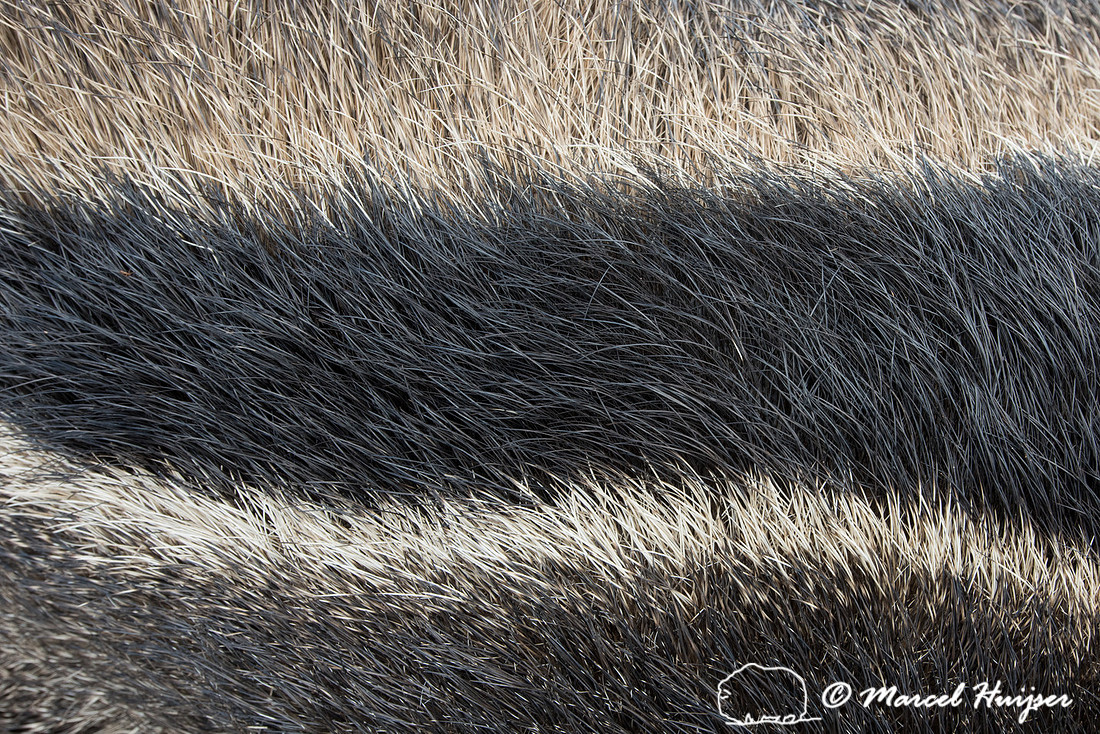 Giant anteater roadkill (Myrmecophaga tridactyla), Minas Gerais,