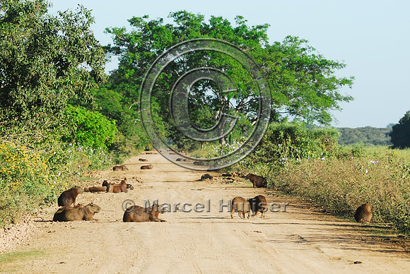 Capybara (Hydrochoerus hydrochaeris) resting on the Transpantaneira dirt road, Pantanal, Matto Grosso, Brazil