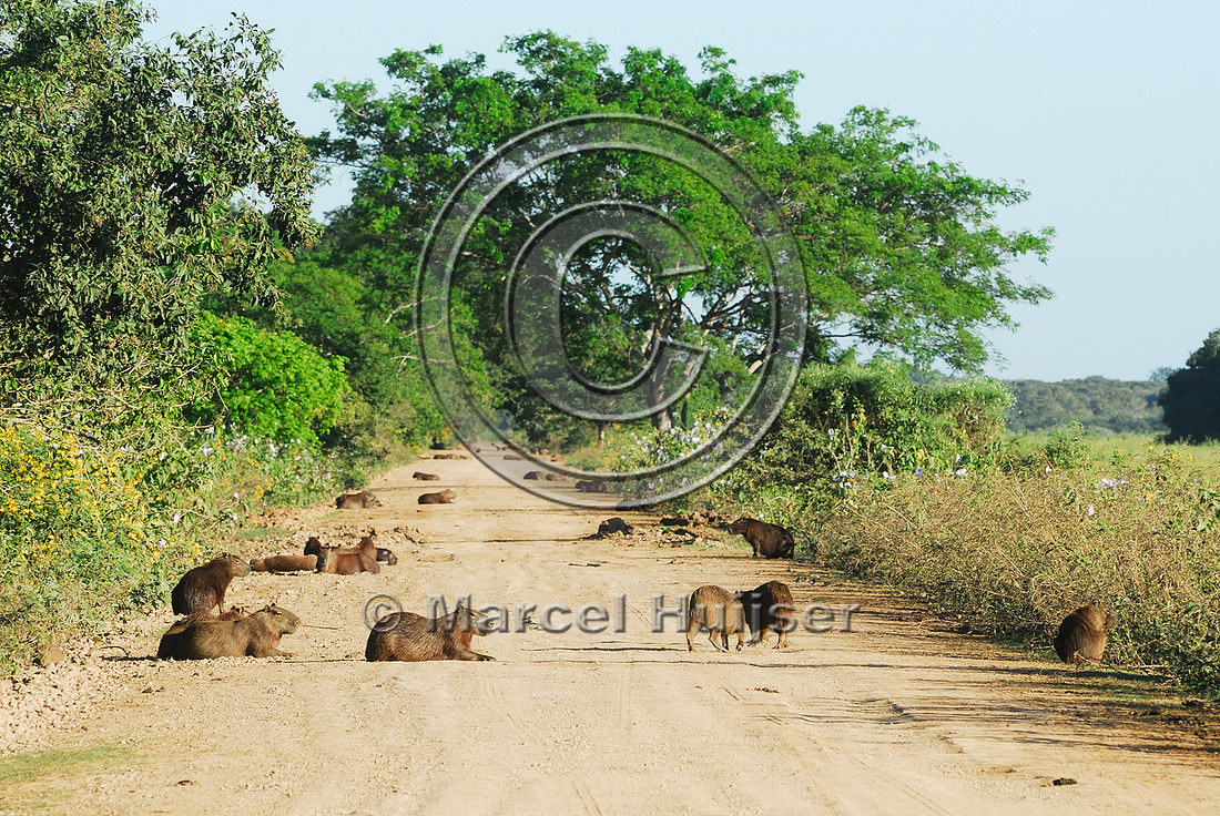 Road ecology blog: Capybara (Hydrochoerus hydrochaeris) resting on the Transpantaneira dirt road, Pantanal, Matto Grosso, Brazil