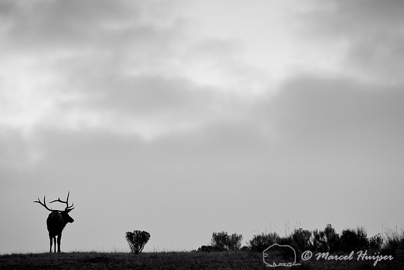 Bull elk (Cervus canadensis), Wyoming, USA