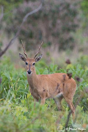 Pampa deer buck (Ozotoceros bezoarticus), Parque Nacional das Em