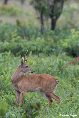 Pampa deer buck (Ozotoceros bezoarticus), Parque Nacional das Em
