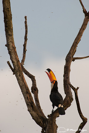 Toco toucan (Ramphastos toco), Goiás, Brazil