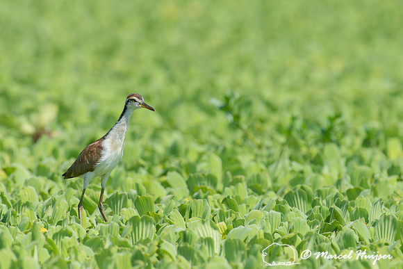Juvenile wattled jacana (Jacana jacana), Tanquã, São Paulo, Br