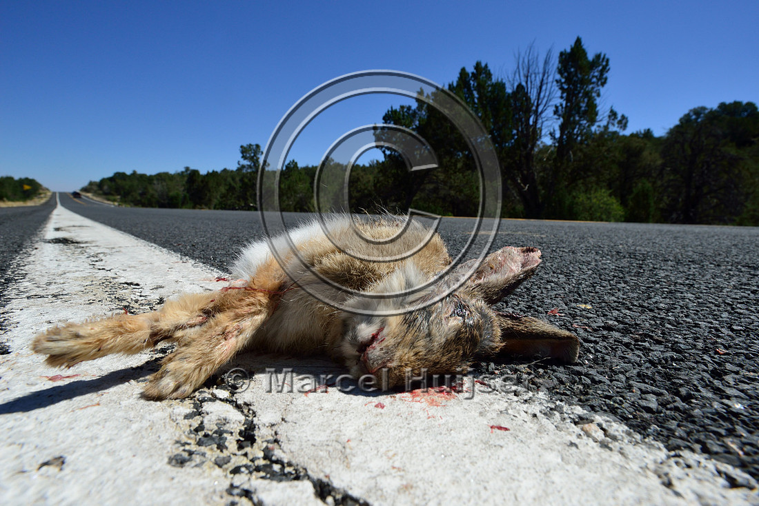 Road ecology blog: Desert cottontail (Sylvilagus audubonii) roadkill, Arizona, USA