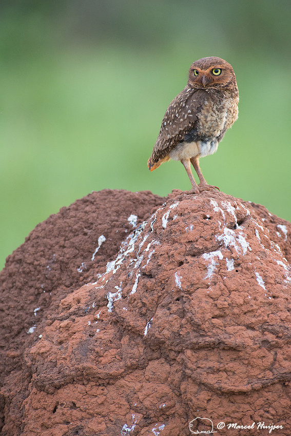Burrowing owl (Athene cunicularia), Parque Nacional das Emas, Go