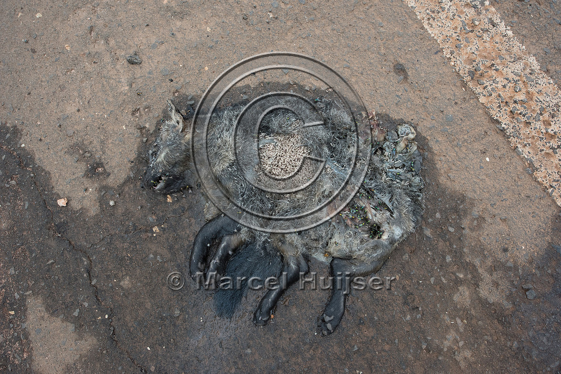 Crab-eating fox (Cerdocyon thous) roadkill, Brazil