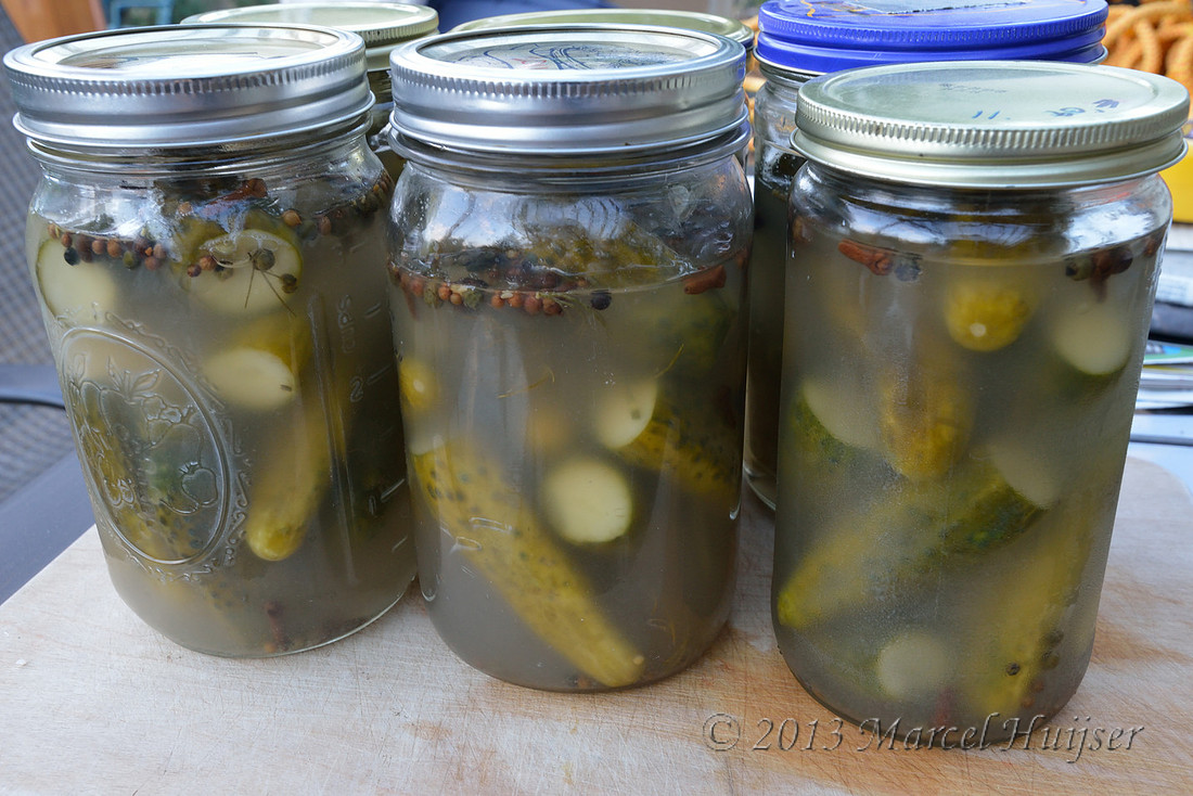 Homemade croc pickles, Missoula, Montana, USA