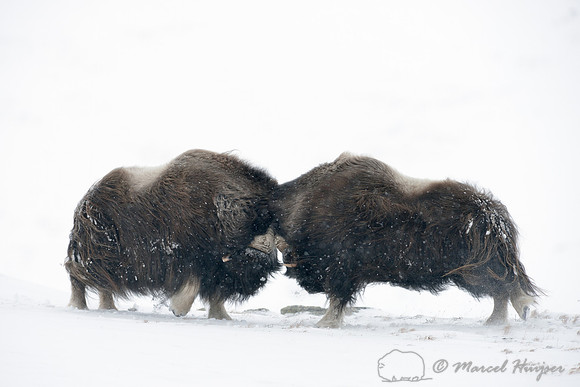 Muskoxen (Ovibos moschatus) sparring, Dovrefjell National Park, Norway