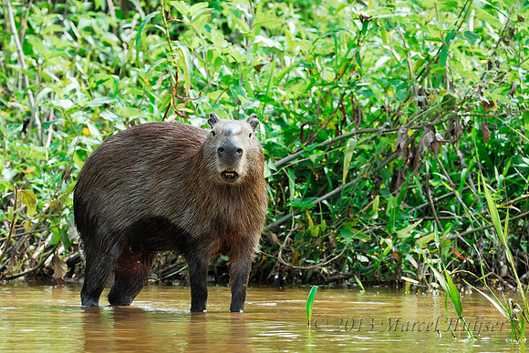 Capybara (Hydrochoerus hydrochaeris), male, Pantanal, Mato Grosso do Sul, Brazil