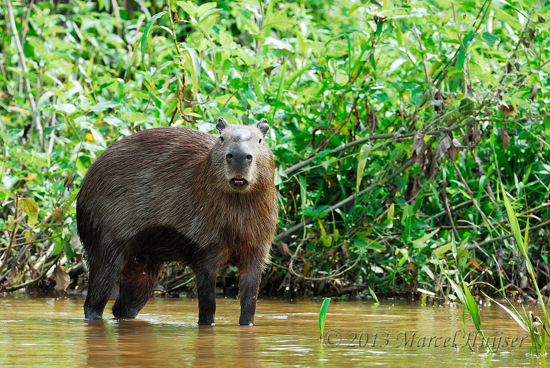 South American wildlife: Capybara (Hydrochoerus hydrochaeris), male, Pantanal, Mato Grosso do Sul, Brazil