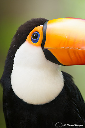 Toco toucan (Ramphastos toco), Brazil