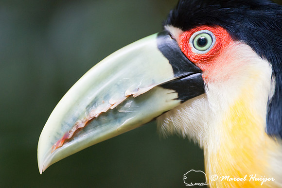 Red-breasted Toucan or Green-billed Toucan (Ramphastos dicolorus
