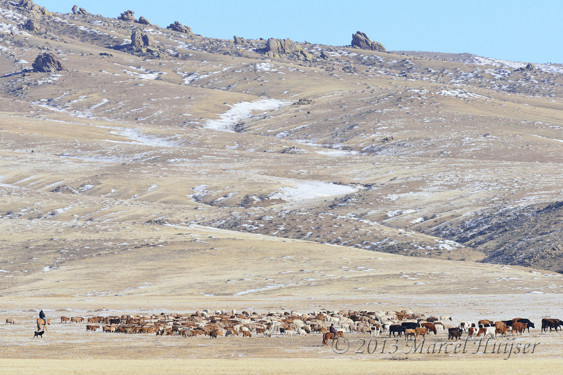 Travel: Livestock herders, dogs and livestock, bufferzone Hustai Nuruu National park, Töv, Mongolia