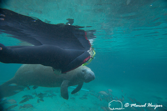 West Indian manatee (Trichechus manatus), Florida, USA