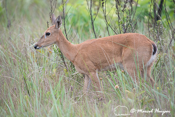 Pampa deer (Ozotoceros bezoarticus), Parque Nacional das Emas, G