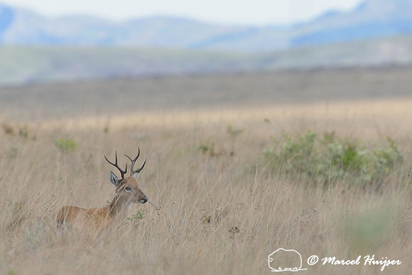 Pampas deer (Ozotoceros bezoarticus), Parque Nacional da Serra da Canastra, Minas Gerais, Brazil (near threatened, IUCN 2014)