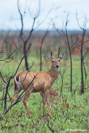Pampas deer (Ozotoceros bezoarticus), Brazil