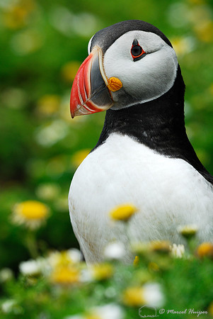 LIMITED EDITION Puffin Fratercula arctica, Wales