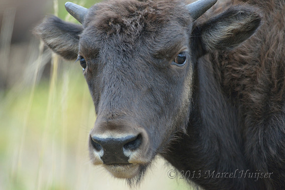 Bison (Bison bison) calf, Montana, USA