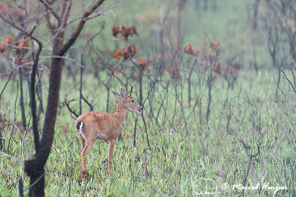 Pampa deer (Ozotoceros bezoarticus) buck, Parque Nacional das Em
