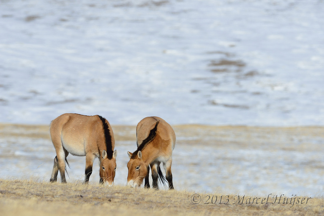 Asian wildlife: Takhi or Przewalski