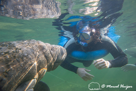 West Indian manatee (Trichechus manatus) seeks attention from Be