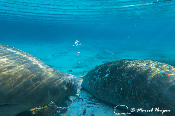 West Indian manatee (Trichechus manatus), Florida, USA
