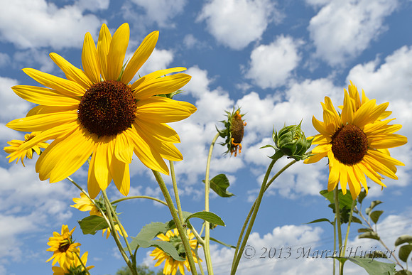Sunflowers and sky, Missoula, Montana, USA