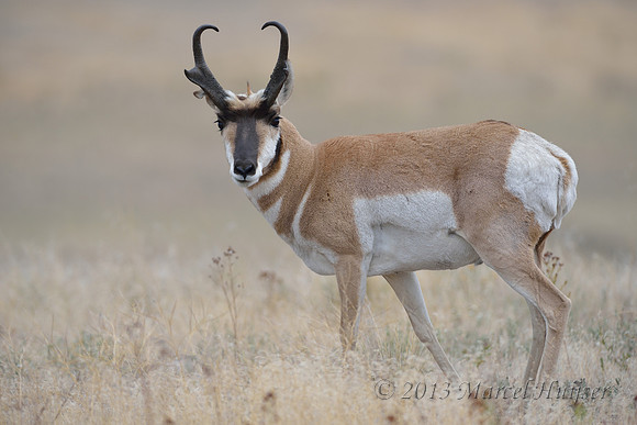 Pronghorn (Antilocapra americana) buck, Montana, USA
