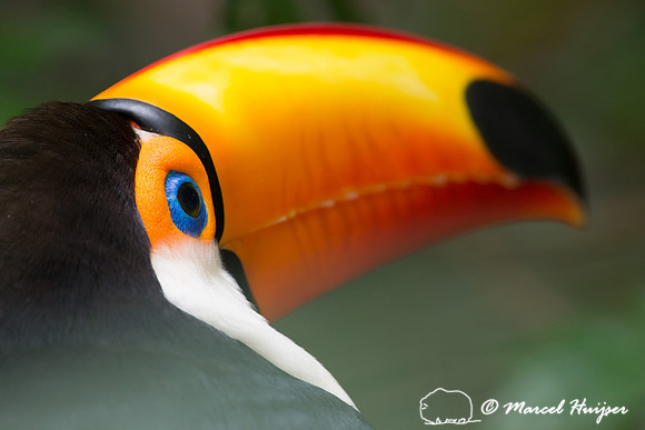 Toco toucan (Ramphastos toco), Brazil