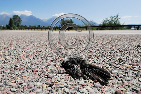 Black-capped chickadee (Poecile atricapillus) roadkill, Montana, USA