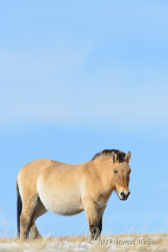Asian wildlife: Takhi or Przewalski