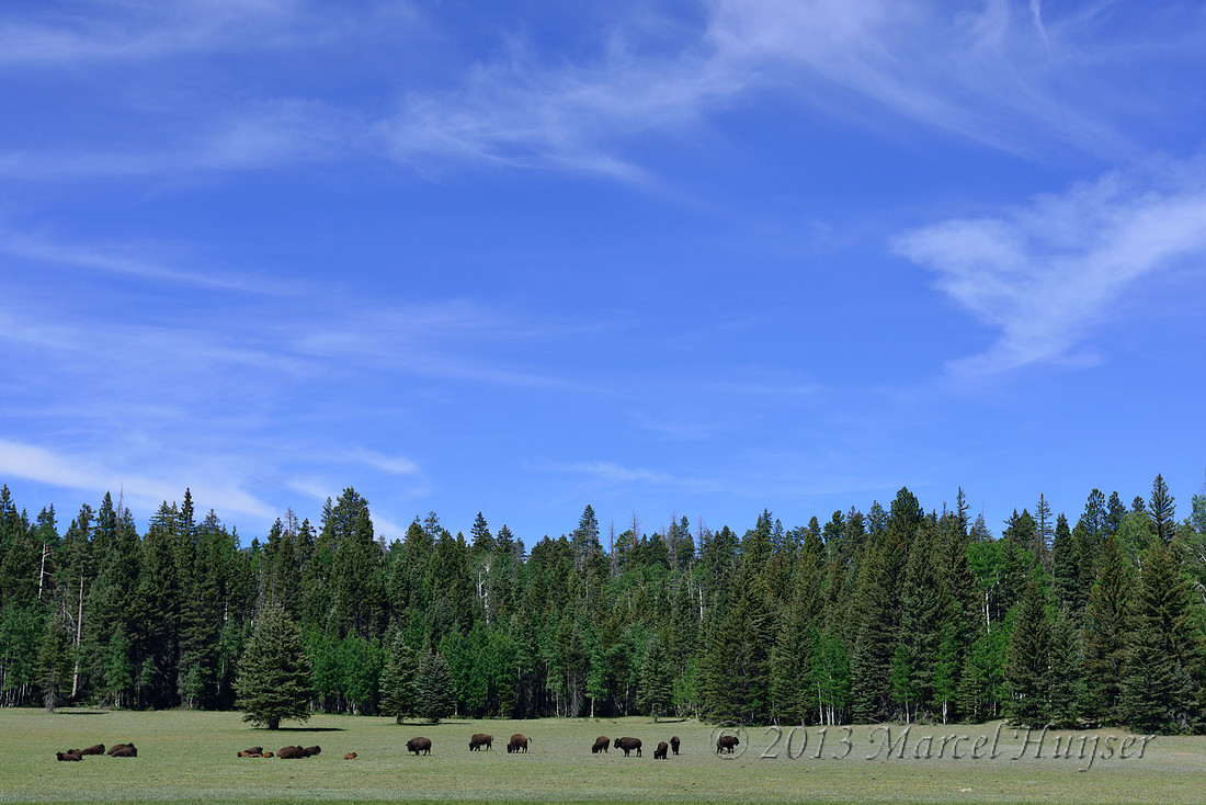 Bison (Bison bison), North Rim, Grand Canyon National Park, Arizona, USA