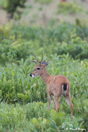 Pampa deer buck (Ozotoceros bezoarticus), Parque Nacional das Em