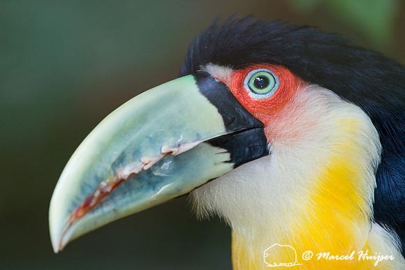 Red-breasted Toucan or Green-billed Toucan (Ramphastos dicolorus