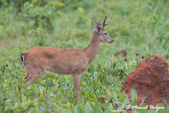 Pampa deer buck (Ozotoceros bezoarticus), Parque Nacional das Em