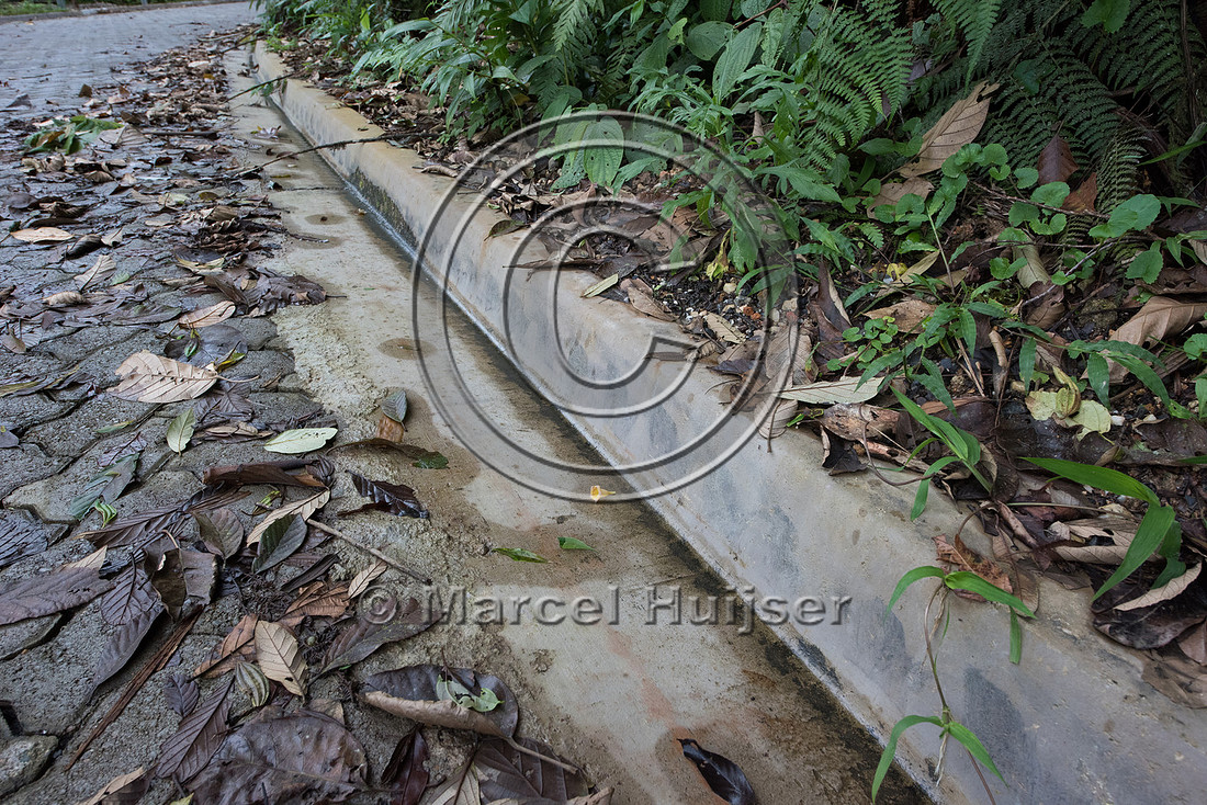 The concrete curb may well be a barrier to small species, Brazil