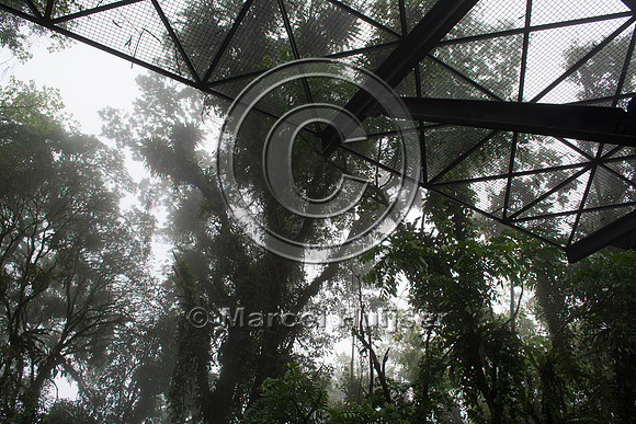 Canopy crossing for arboreal mammals, "park road" (estrada-parqu