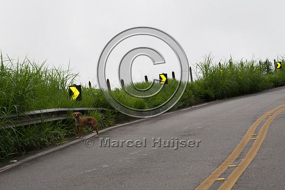 Feral domestic dog on road, "park road" (estrada-parque) Capelin