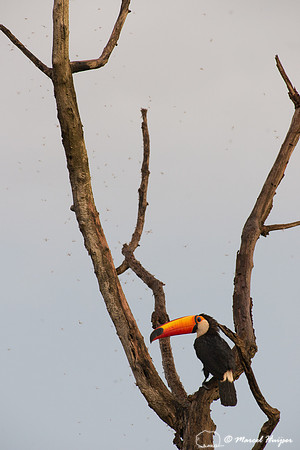 Toco toucan (Ramphastos toco), Goiás, Brazil