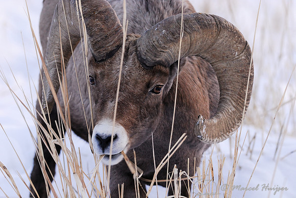Bighorn sheep (Ovis canadensis) foraging, Wyoming, USA