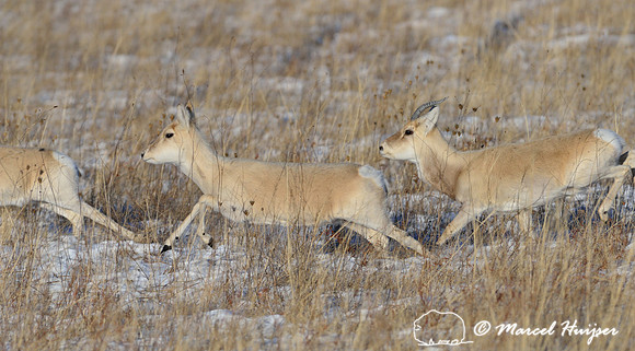 Mongolian gazelles (Procapra gutturosa), near Norovlin, Khentii, Mongolia