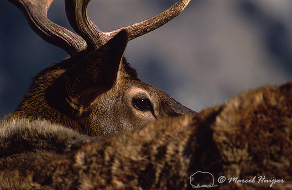 Elk (Cervus elaphus) looking back, Rocky Mountains