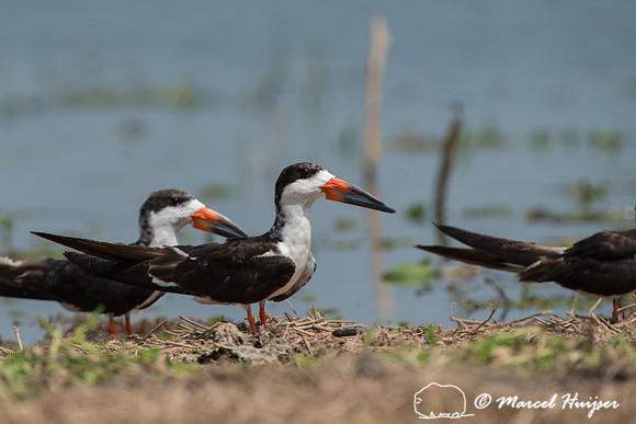 Black skimmer (Rynchops niger), Tanquã, São Paulo, Brazil