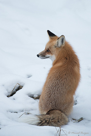 Red fox (Vulpes vulpes) in snow, Wyoming, USA