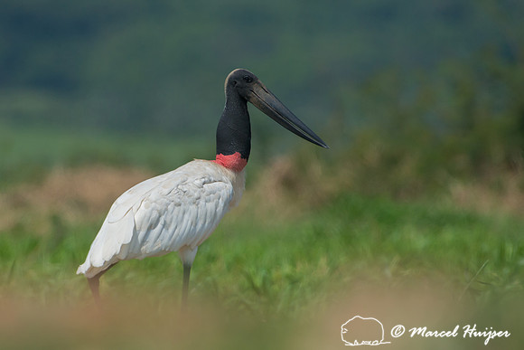 Jabiru (Jabiru mycteria), Tanquã, São Paulo, Brazil