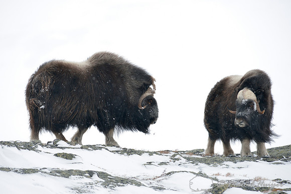 Muskoxen (Ovibos moschatus) sparring, Dovrefjell National Park, Norway